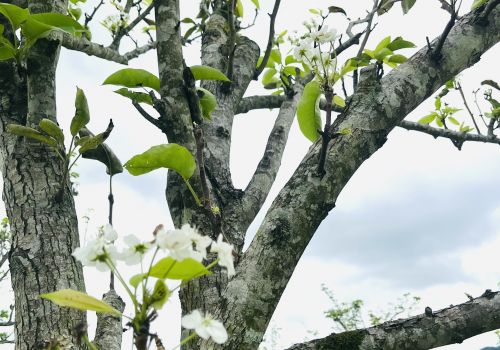 Vẻ đẹp thanh tịnh của Công viên Nghĩa trang Thiên Đường