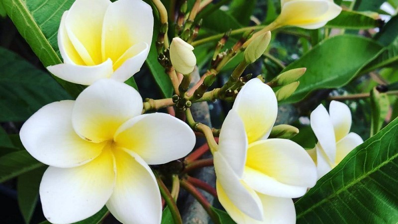 cach-trong-y-nghia-va-cong-dung-bat-ngo-it-ai-biet-cua-cay-hoa-su-202108021553399142